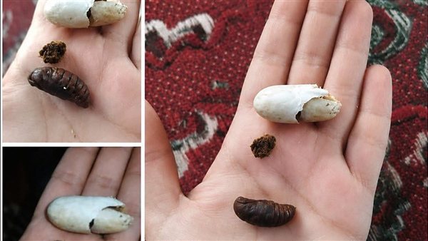 لمحة نيوز