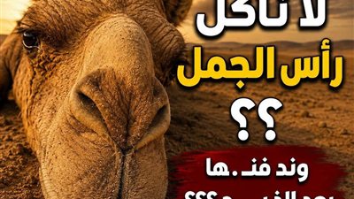 لماذا لا نأكل رأس الجمل وڼدفنها بعد الذبح